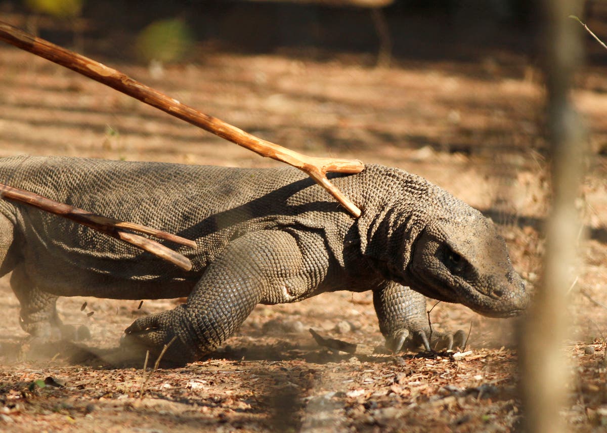 Tourism companies protest as Indonesia hikes komodo dragons tax by 18 times overnight