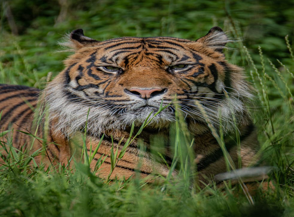 Dash has been carefully matched with Chester Zoo’s resident female tiger Kasarna (Chester Zoo/PA)
