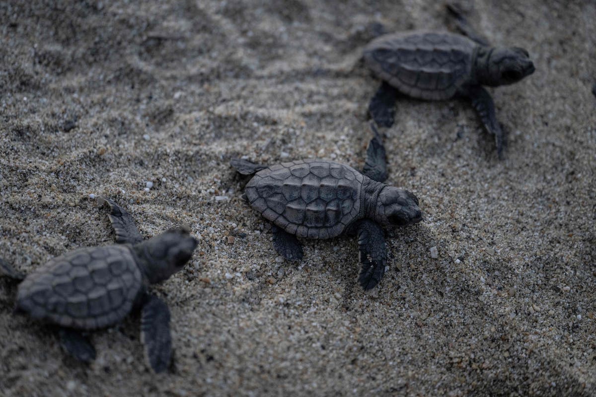 Nearly all sea turtles born in Florida are now female due to climate crisis