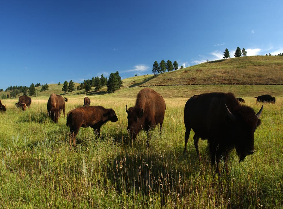 <p>Custer State Park is home to more than a thousand bison, which were hunted to near-extinction during the 1800s</p>