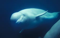Why is a beluga whale stranded in France’s River Seine?