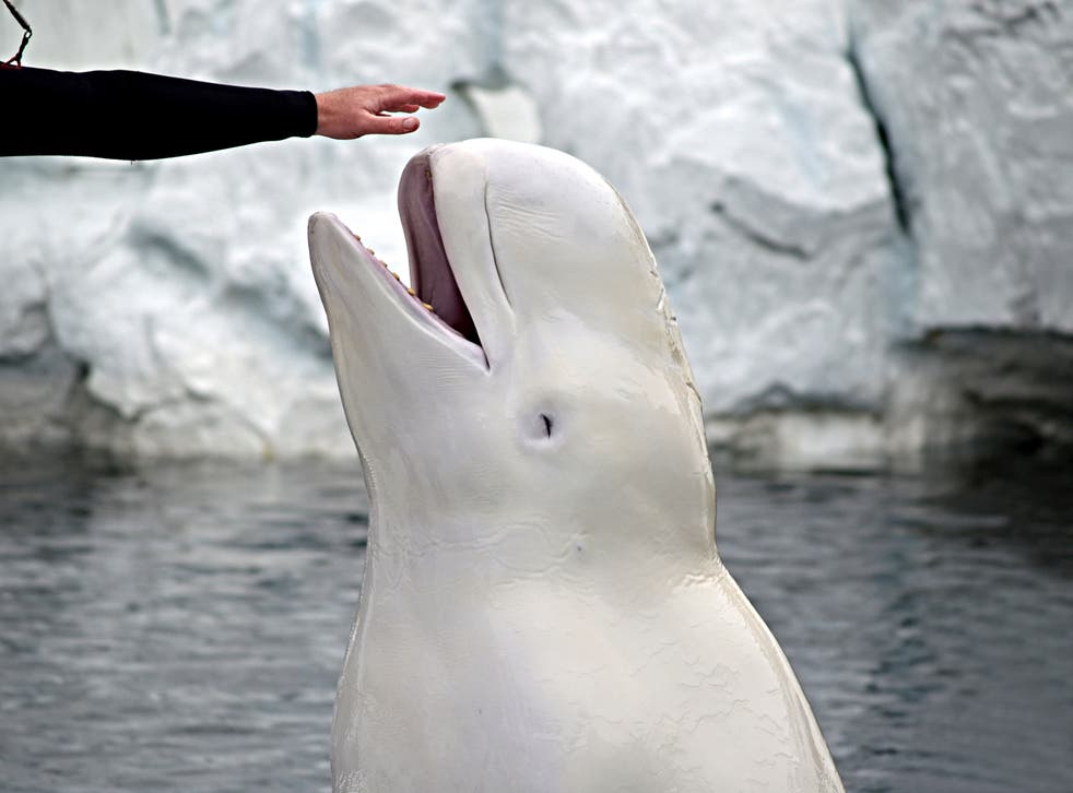 <p>Beluga whales are typically very social animals, characterised by their striking white skin and globular head </p>
