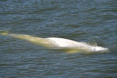 Beluga whale stranded in River Seine to be given vitamins as it refuses food