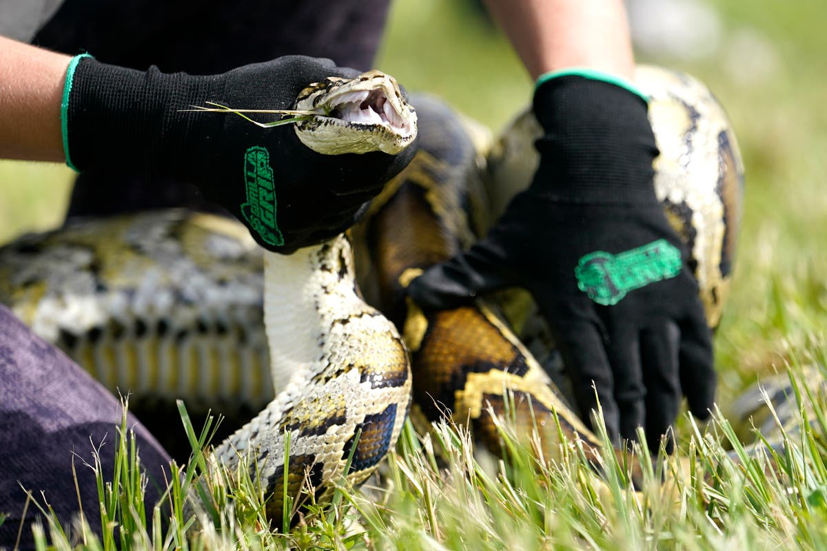 Python hunt! 800 compete to remove Florida's invasive snakes