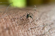 More than half of diseases including Zika and cholera are made worse by climate crisis