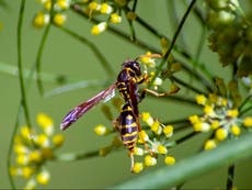  Could we really see more swarms of wasps because of hot and dry weather?