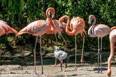 ‘Gay’ flamingo fathers raise abandoned chick as their own