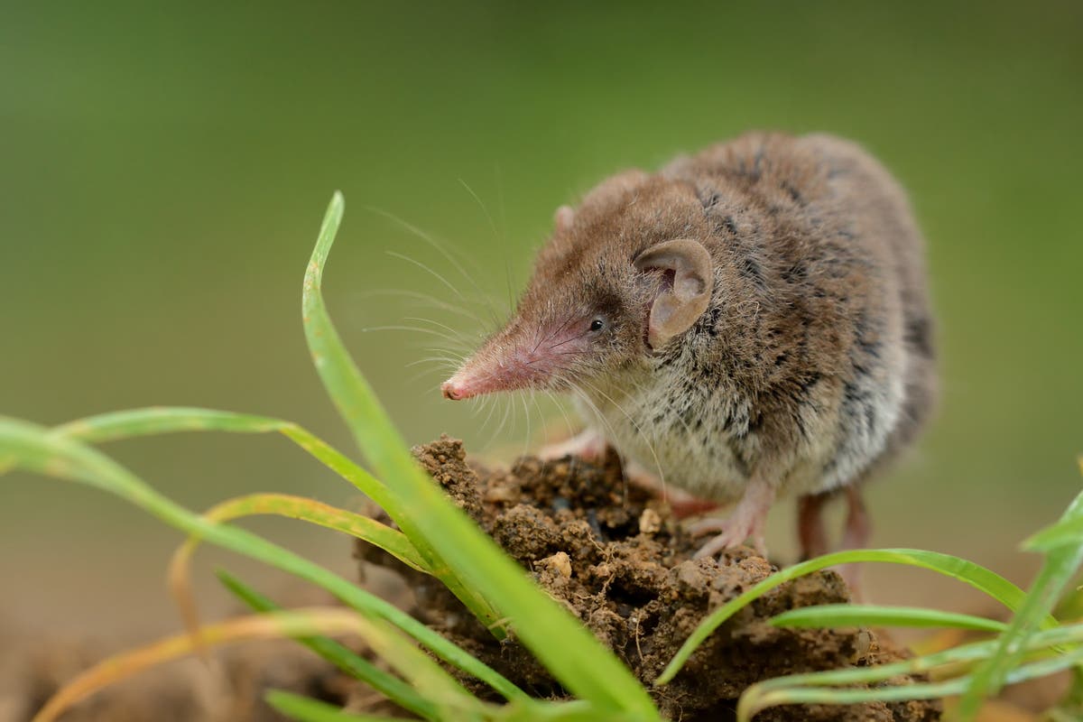 China discovers potentially fatal new virus passed to humans from shrews