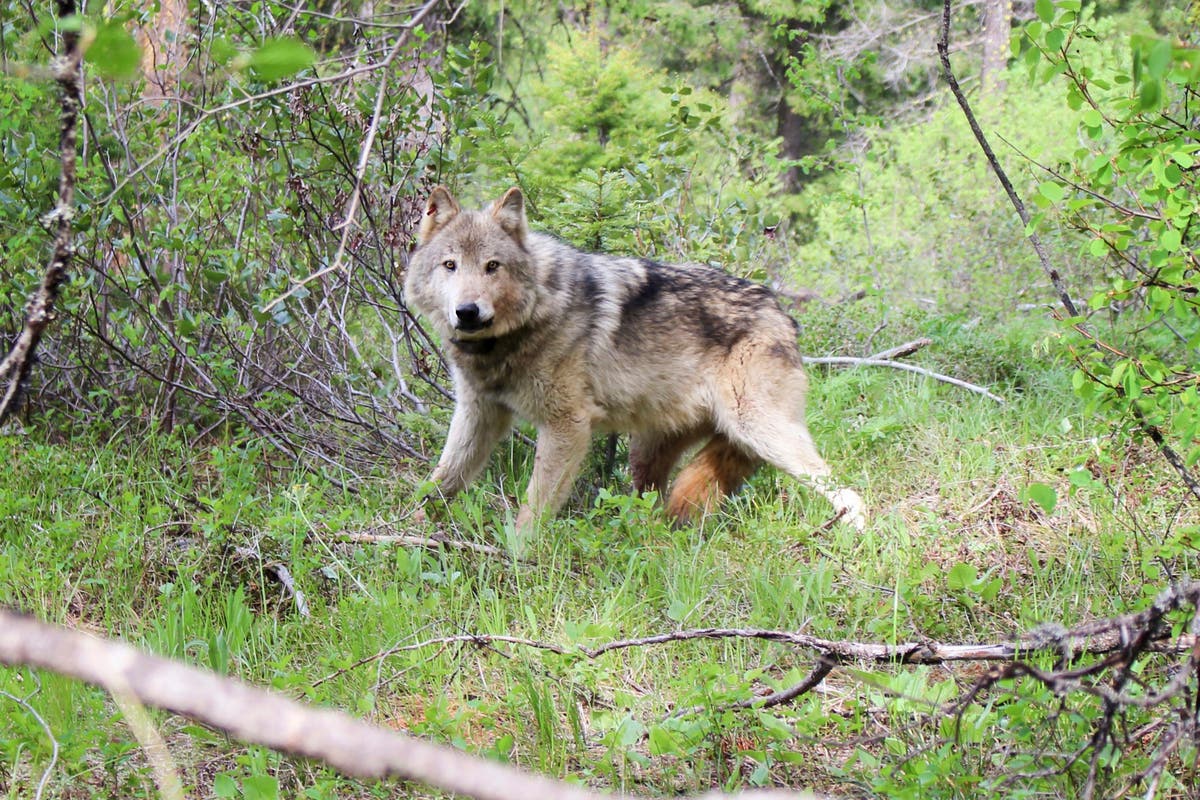 US sued in bid to force decision on Rockies wolf protections