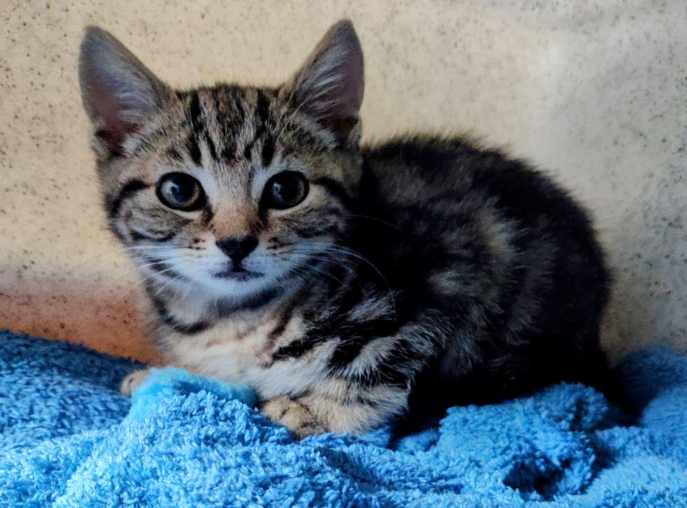 The kitten was then rushed to the vets for emergency surgery to amputate her leg and is now recovering well at the centre. (Cats Protection/PA)