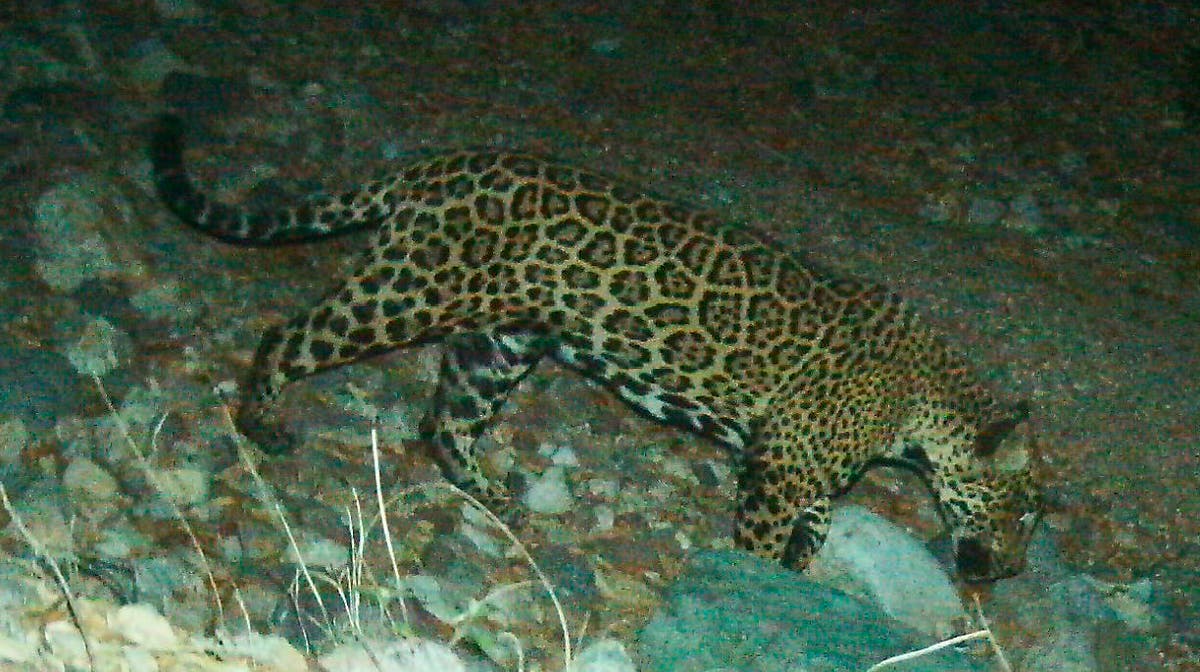 'El Jefe' die jaguar, bekend in die VSA, in Mexiko gefotografeer