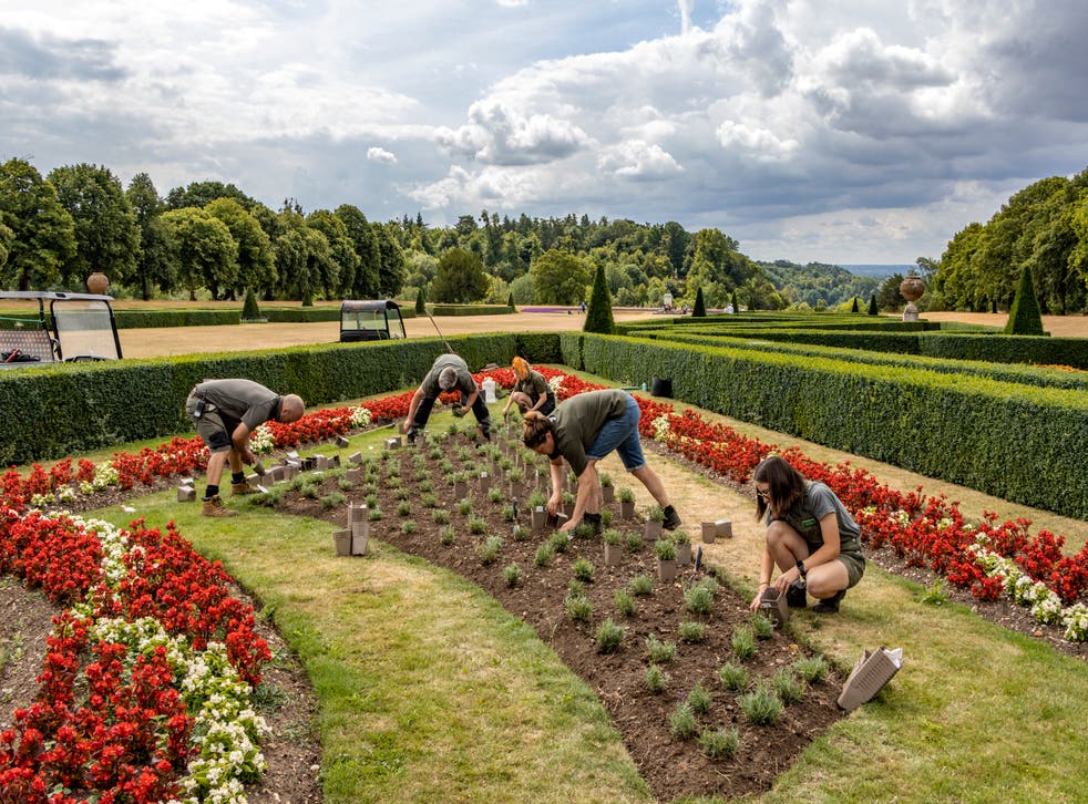 At Cliveden, Berkshire, gardeners plant 2,000 lavender plants as part of a strategy to adapt the garden to current and future climates (National Trust/Hugh Mothersole/PA)