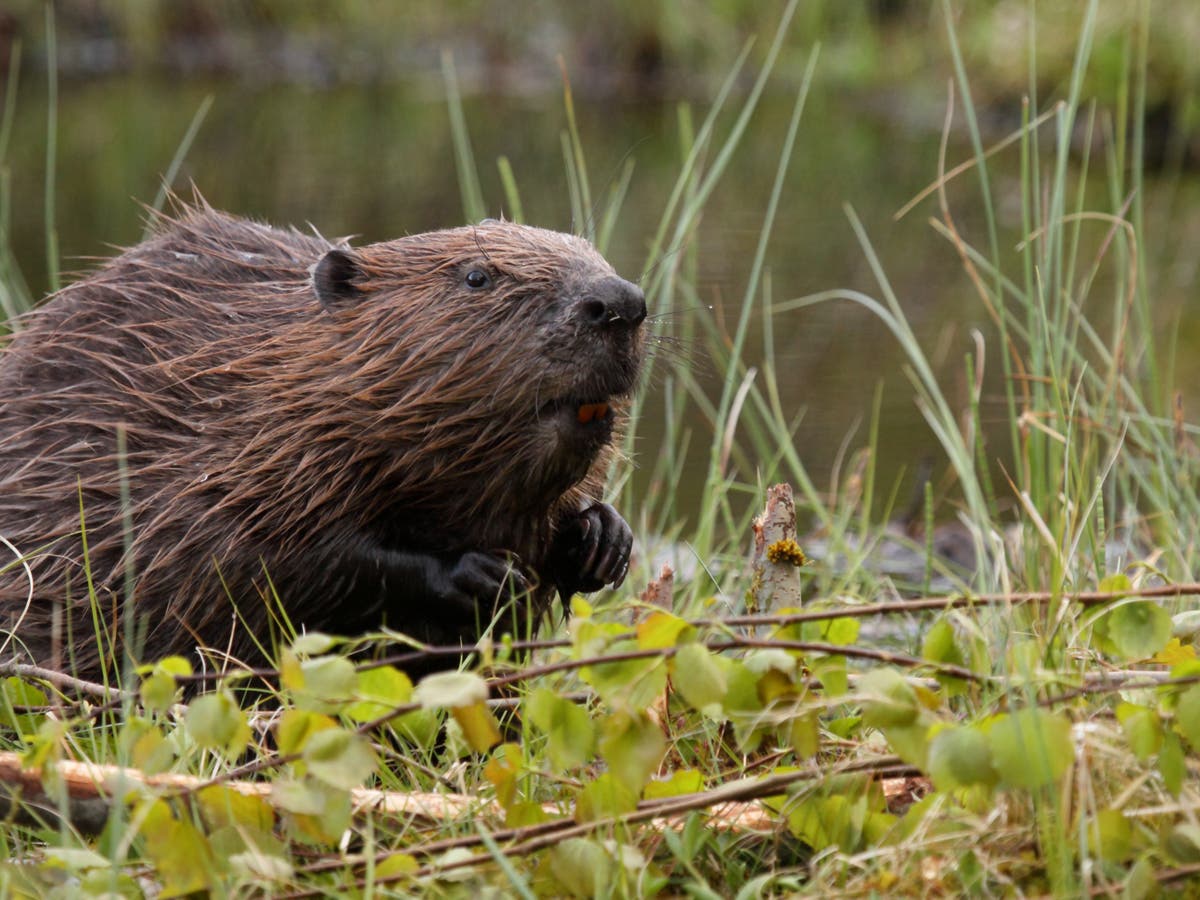 Beavers helping to tackle environmental impact of heatwaves, National Trust says