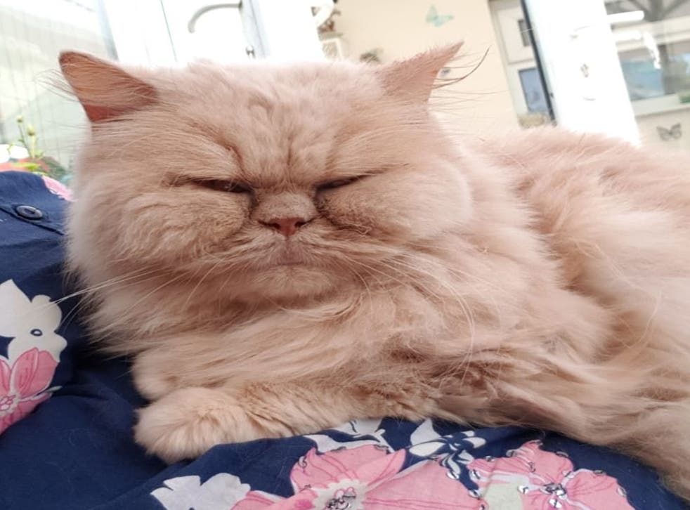 Persian cat Bailey died shortly after consuming the liquid Pearson had placed at the bottom of his garden. (RSPCA/family handout)