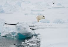Arctic now warming four times faster than rest of the world, 科学家说