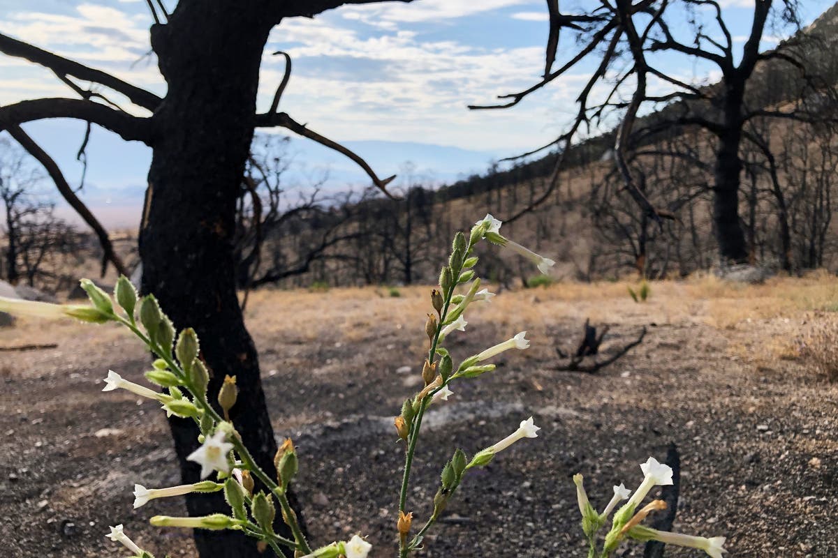 Life gradually returns a year after fire chars Sierra Nevada