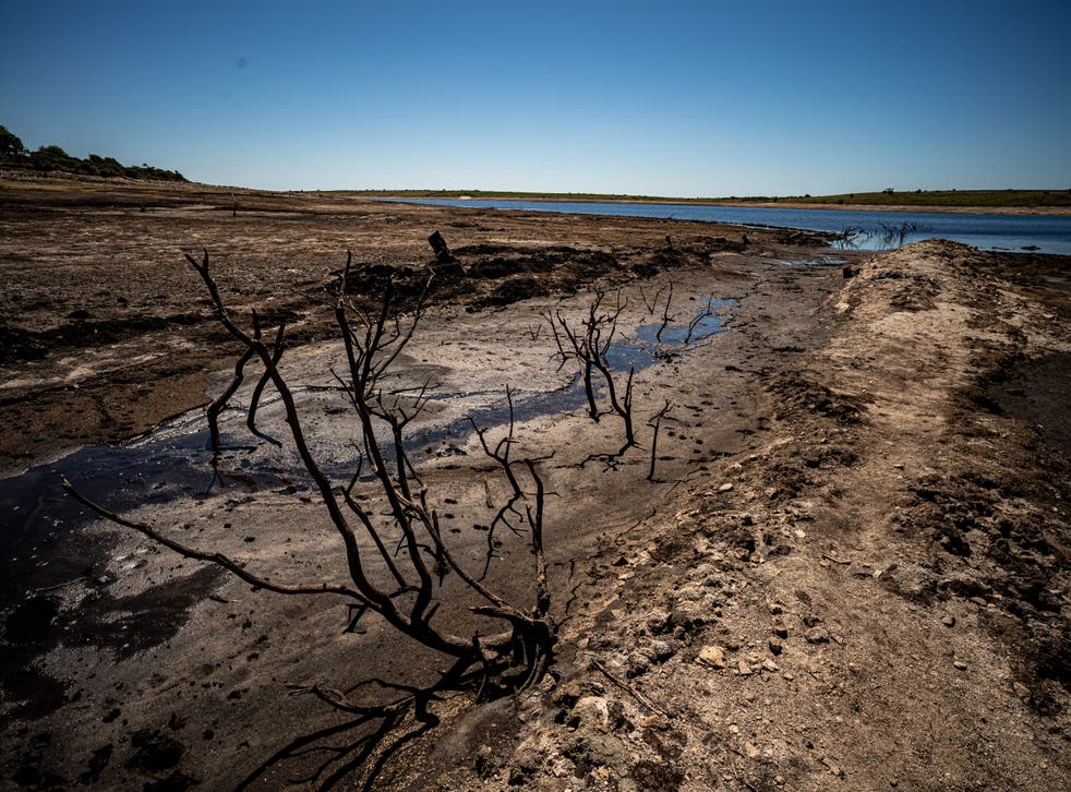 Lama seca e árvores antigas em Colliford Lake em Bodmin Moor – o maior lago e reservatório da Cornualha (Ben Birchall / PA)