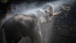 Aung-Bo, a 21-year-old asian elephant is cooled down by a keeper at Chester Zoo during the heatwave