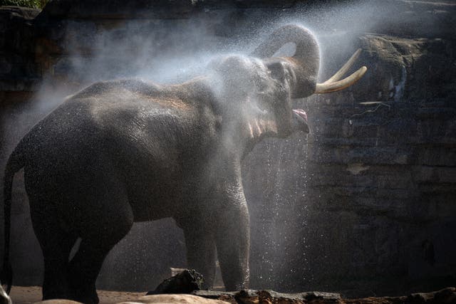 Aung-Bo, 'n 21-jarige Asiatiese olifant word tydens die hittegolf deur 'n bewaarder by Chester Zoo afgekoel