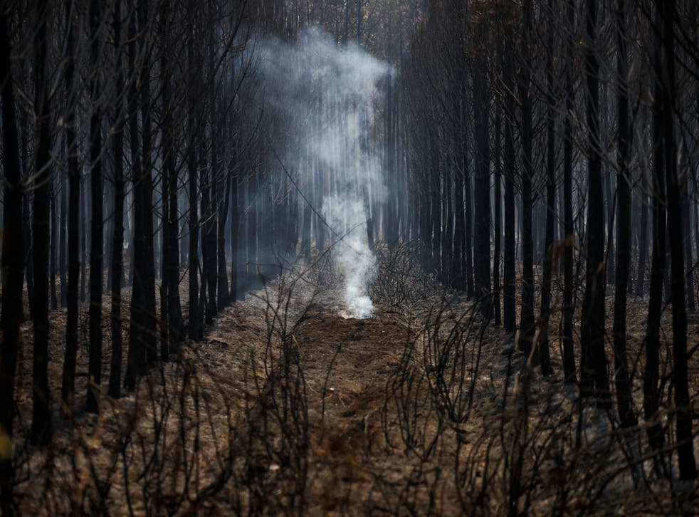 <p>A view shows trees and vegetation burnt by a major fire in Hostens, as wildfires continue to spread in the Gironde region of southwestern France</bl>