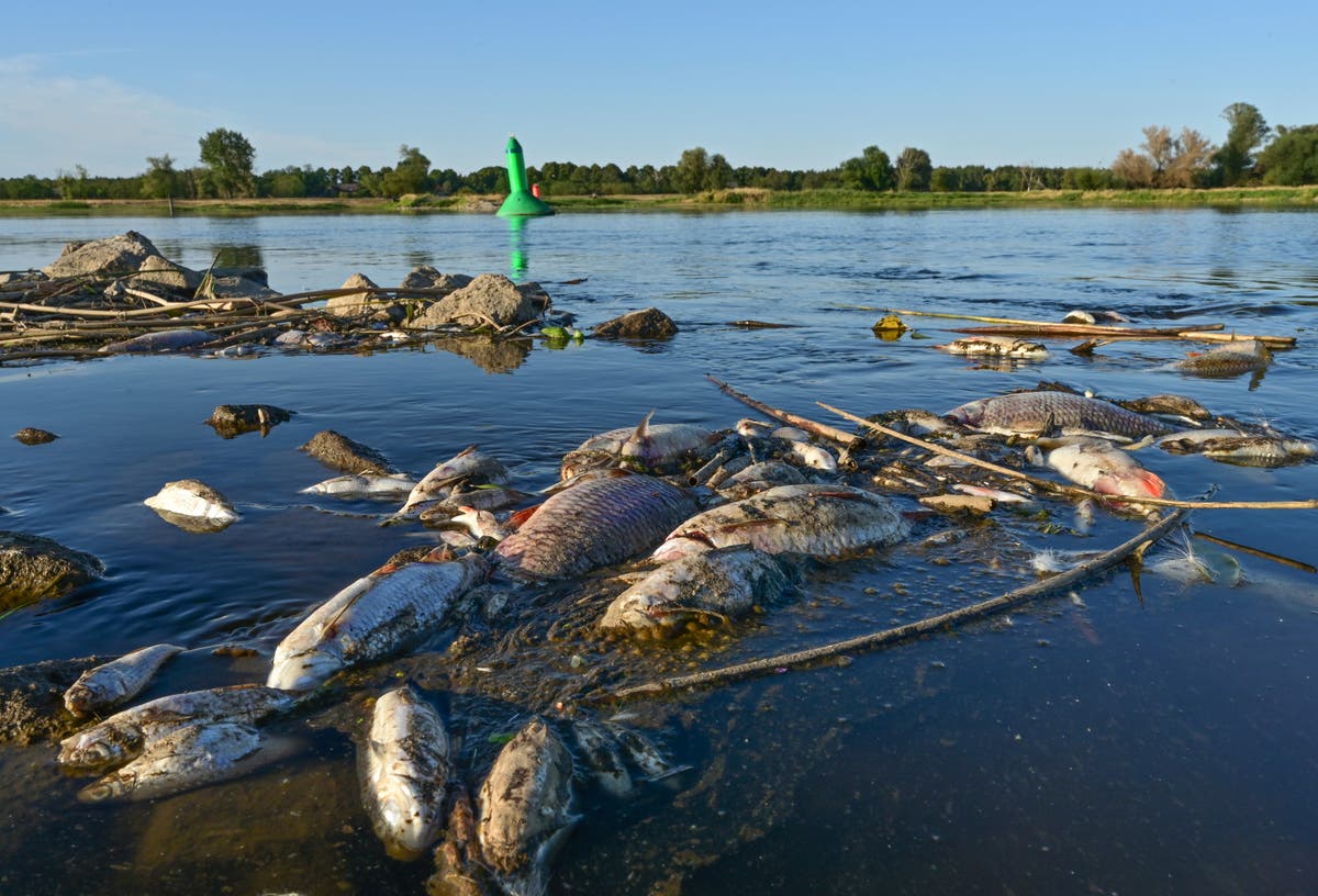 German minister decries ecological catastrophe in Oder River