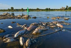 Poland investigates 'ecological catastrophe' of fish die-off