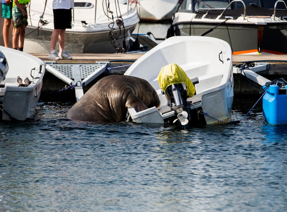 <p>The marine mammal has been damaging and often sinking small boats anchored along the Nordic coast</s>
