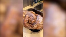 Son bizarrely brings 40lb frozen octopus he bought from Facebook Marketplace home