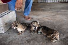 3 newborn lion cubs a rare joyous sight in war-scarred Gaza