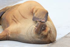 Norway group wants to erect statue of euthanized walrus