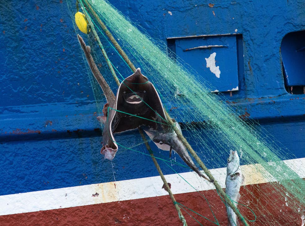 Conservationists want bottom trawling banned because of the damage it does to the seabed (Kristian Buus / Groen vrede)