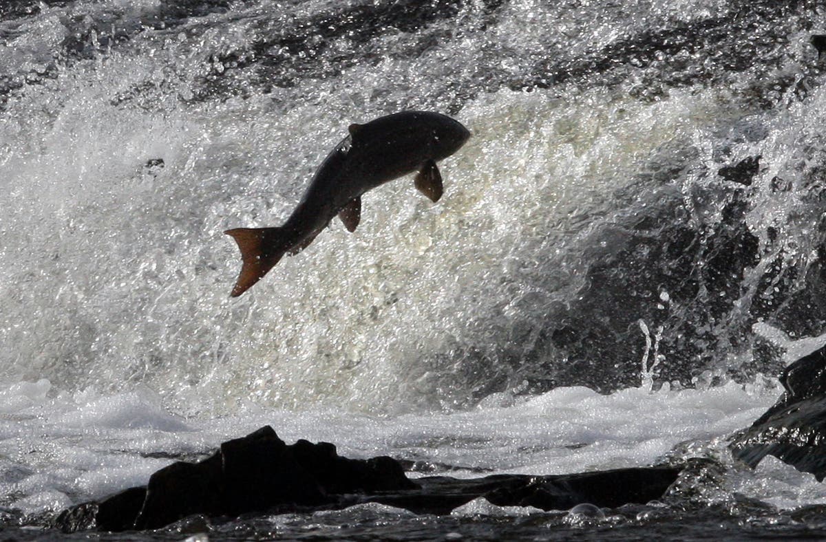 Scottish salmon industry facing ‘acute’ labour shortages, bosses warn