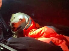 Tired dog stretchered down Ben Nevis in five-hour rescue operation