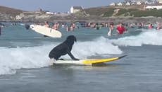 冲浪的小狗: 船上的狗在 Fistral 海滩让海滩游客惊叹