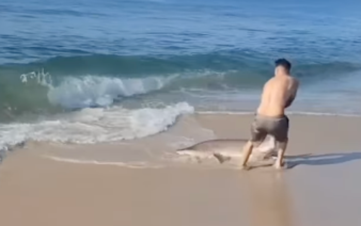 Shocking video shows New York man wrestling shark out of water on Long Island beach