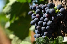 Eating grapes can ward off dementia and extend your life by five years, studie bevind