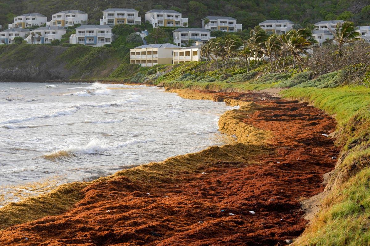 Foul-smelling seaweed chokes tourism hotspots and climate crisis could be to blame