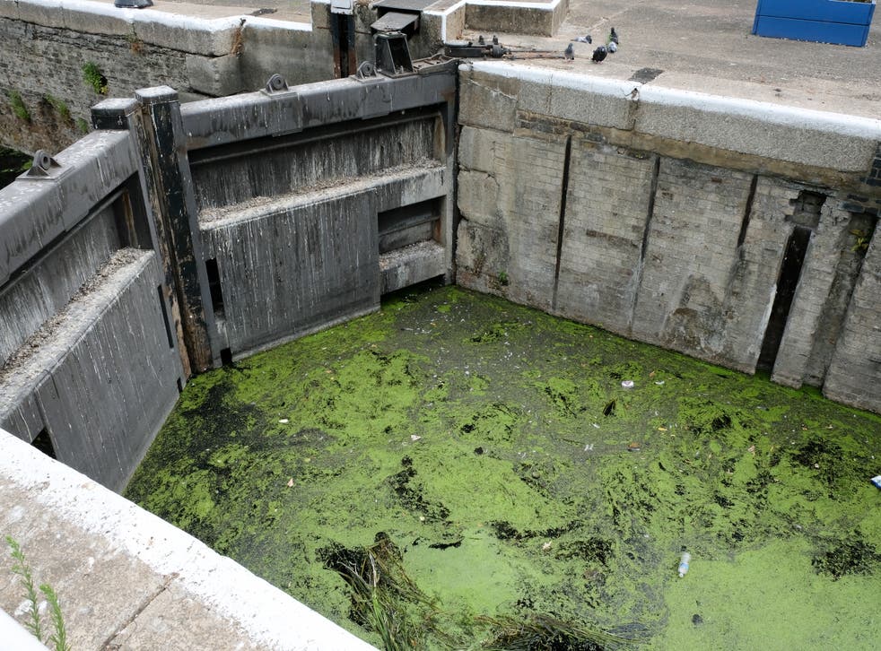 <p>Algae on the canal at the River Lee Navigation in north London</p>