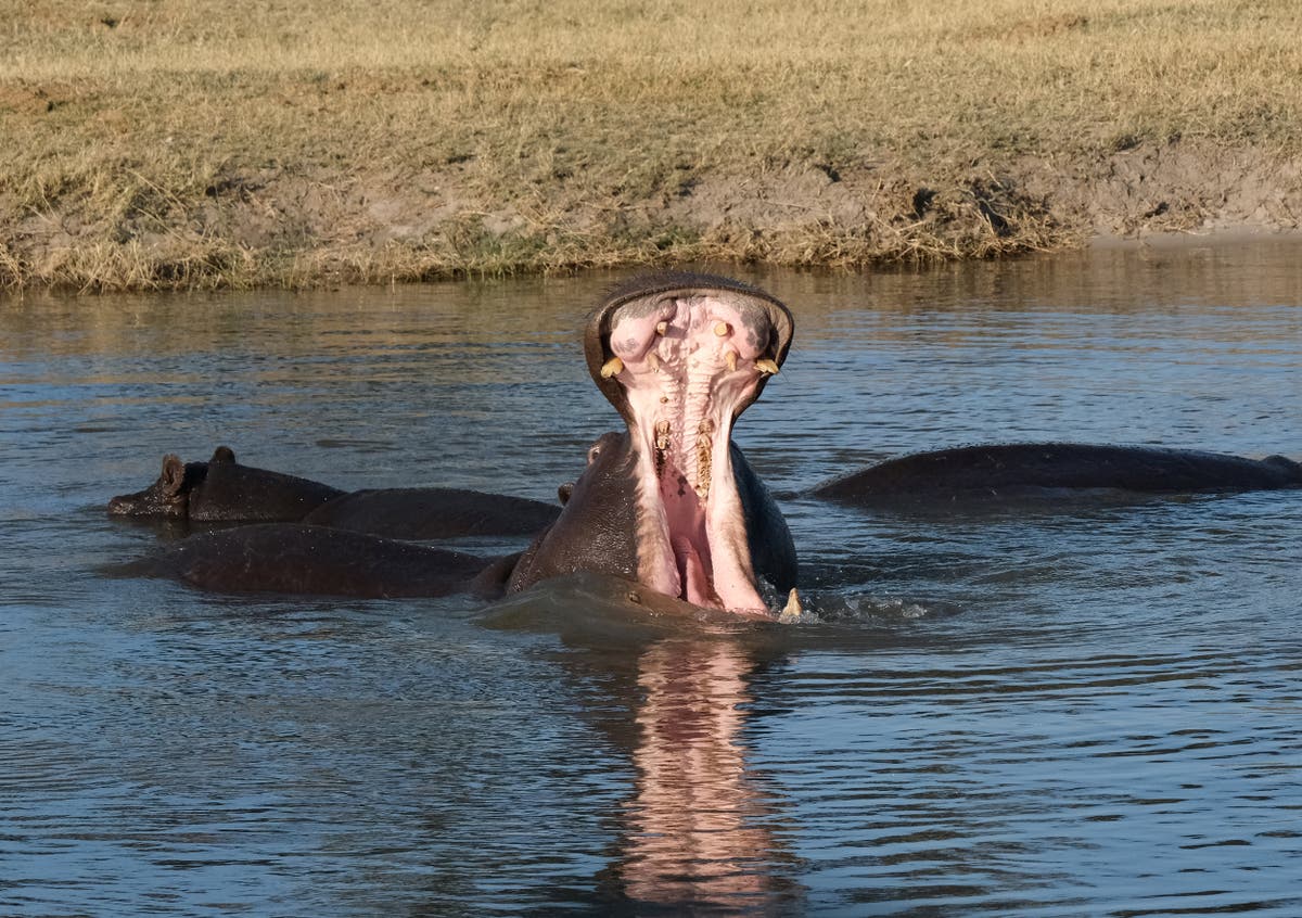 British tourists watch in horror as fishermen are nearly killed by raging hippo