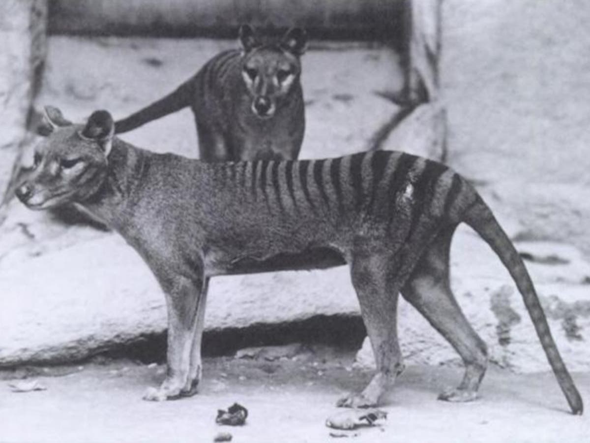 Back from the dead: How scientists aim to bring Tasmanian tiger back from extinction