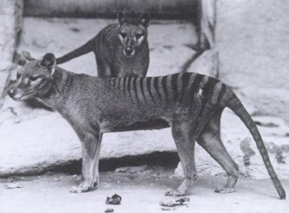 <p>A pair of captive thylacines photographed in 1902 – within three decades the species would be extinct</p>