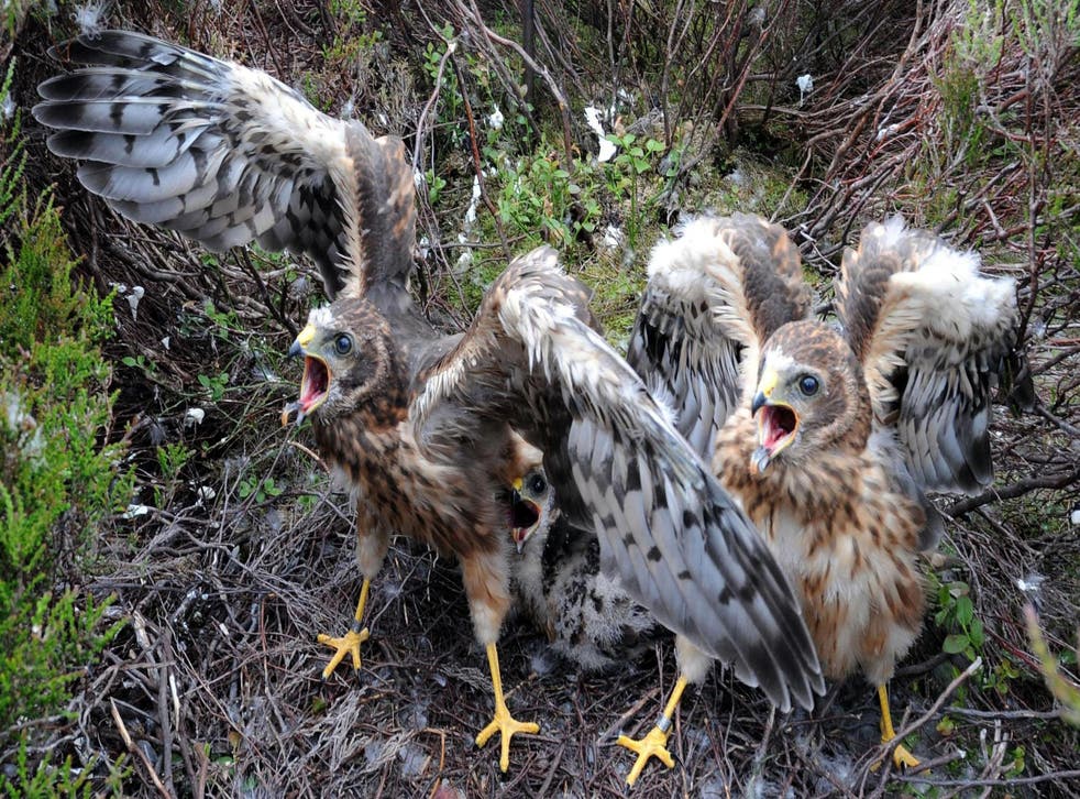 Hen harrier chicks (Owen Humphreys/PA)