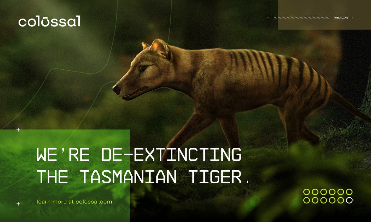 Texas 'de-extinction'-firma wil Tasmaniese tier weer lewendig maak