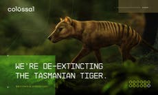 Texas ‘de-extinction’ firm wants to bring Tasmanian tiger back to life