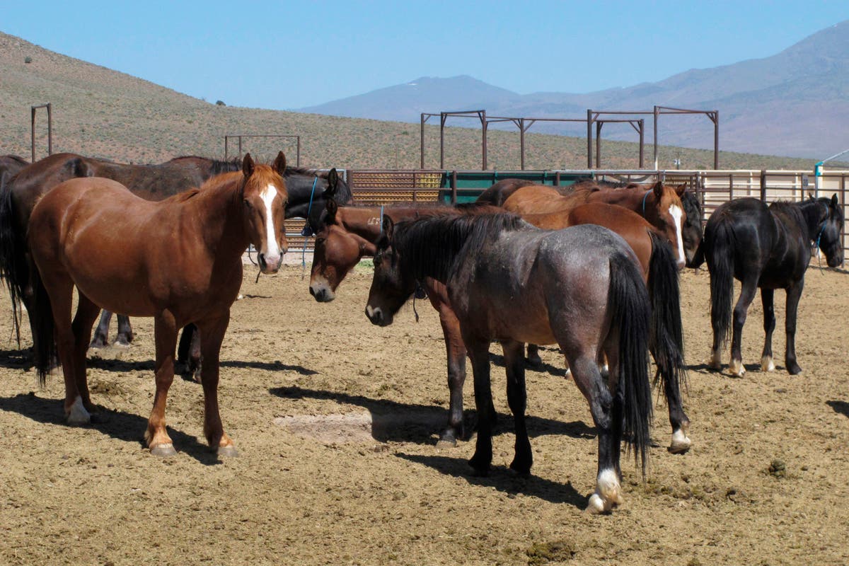 Le plus grand enclos américain prévu pour les chevaux sauvages fait face à un costume
