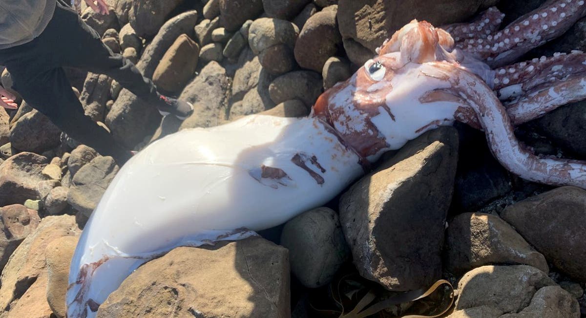 Rare giant squid with ‘largest eye of any animal’ washes up on beach