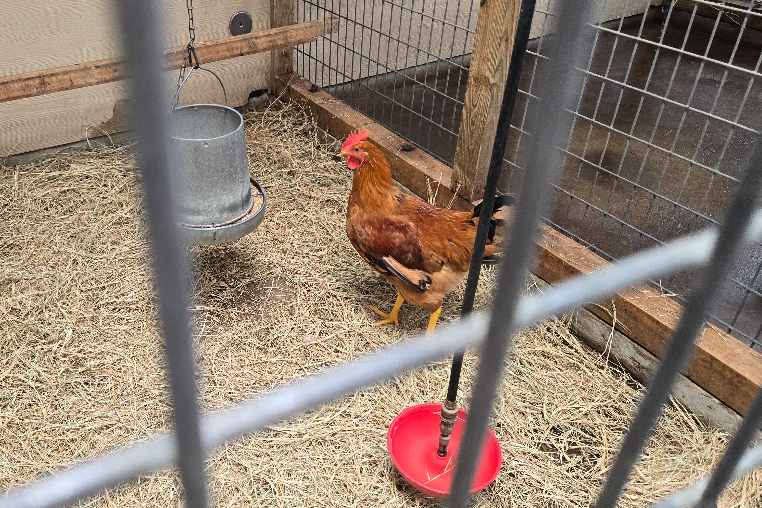 As H5N1 bird flu has spread around the country, 70 people have been infected. The virus has resulted in the culling of millions of chickens