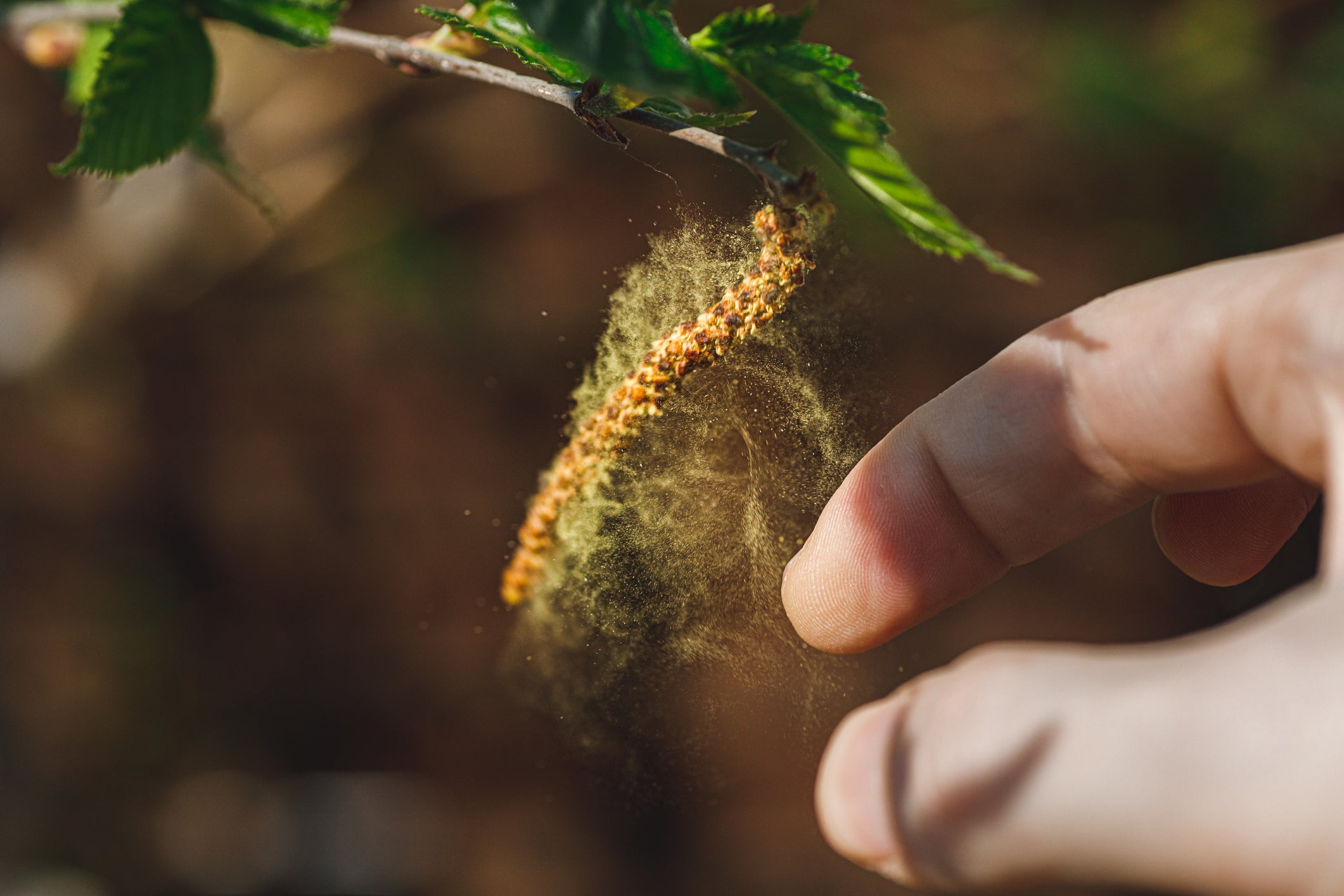 Tree pollen levels were high across the U.S. this year. The Southeast region is historically bad for allergies, thanks to its humid and warm climate