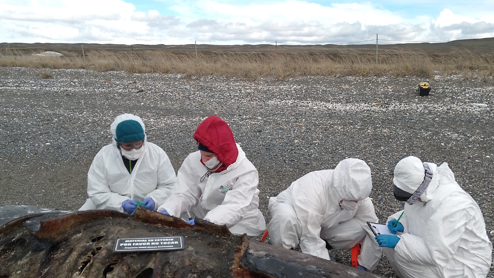 Scientists are working to establish what caused the mass stranding