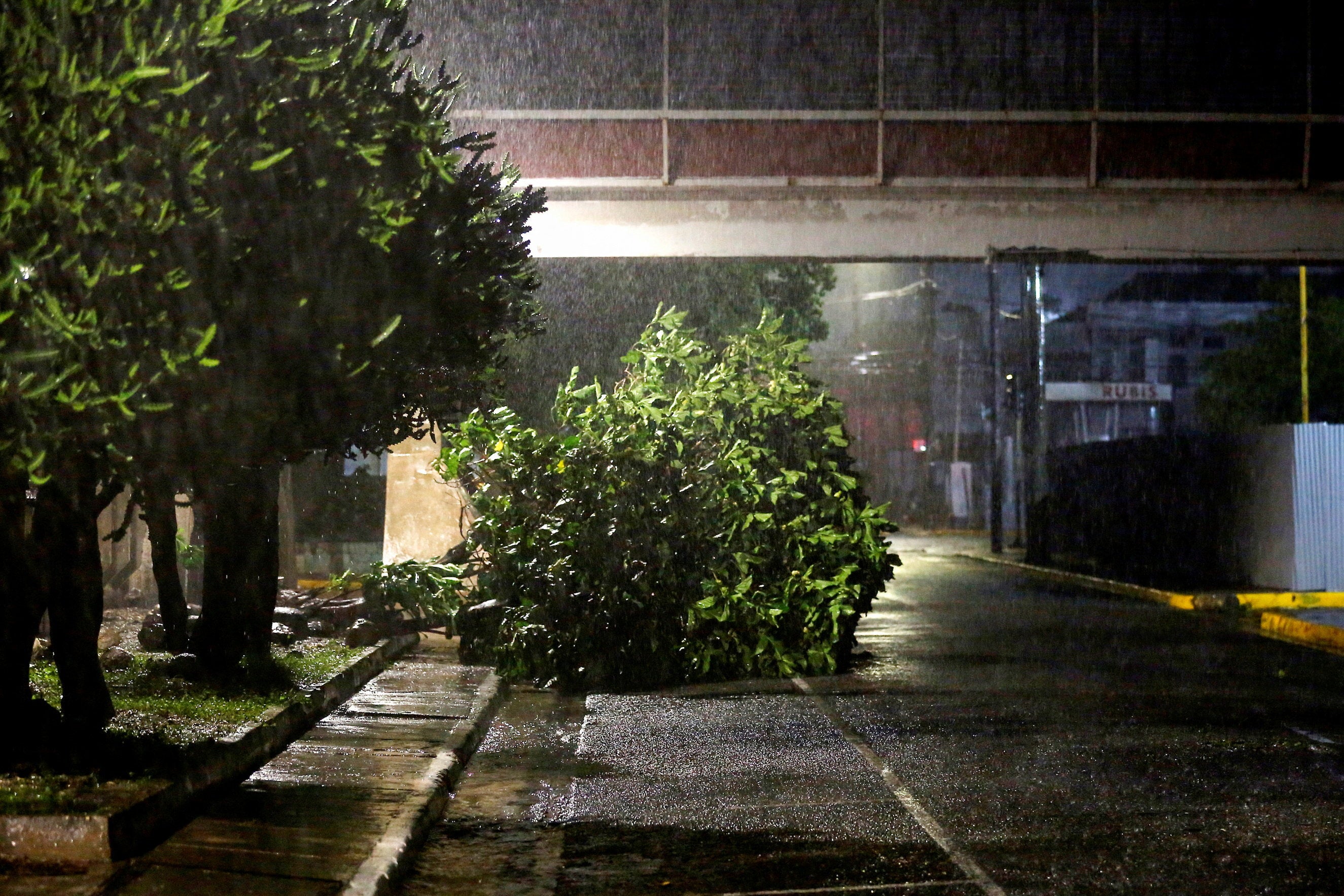 A fallen tree lies on a street while it rains, as Hurricane Melissa approaches, in Kingston, Jamaica